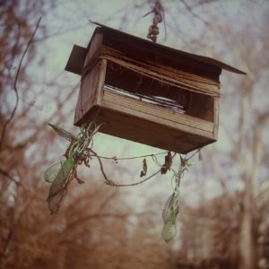 Flexaret 3a - Birds Feeder