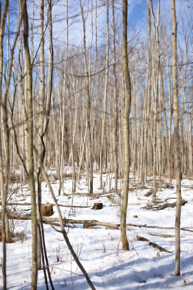 Nature forest cold