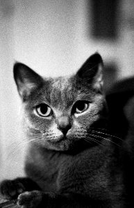 Canon EOS 30 - Myšinka (cat of my ex-wife) 2