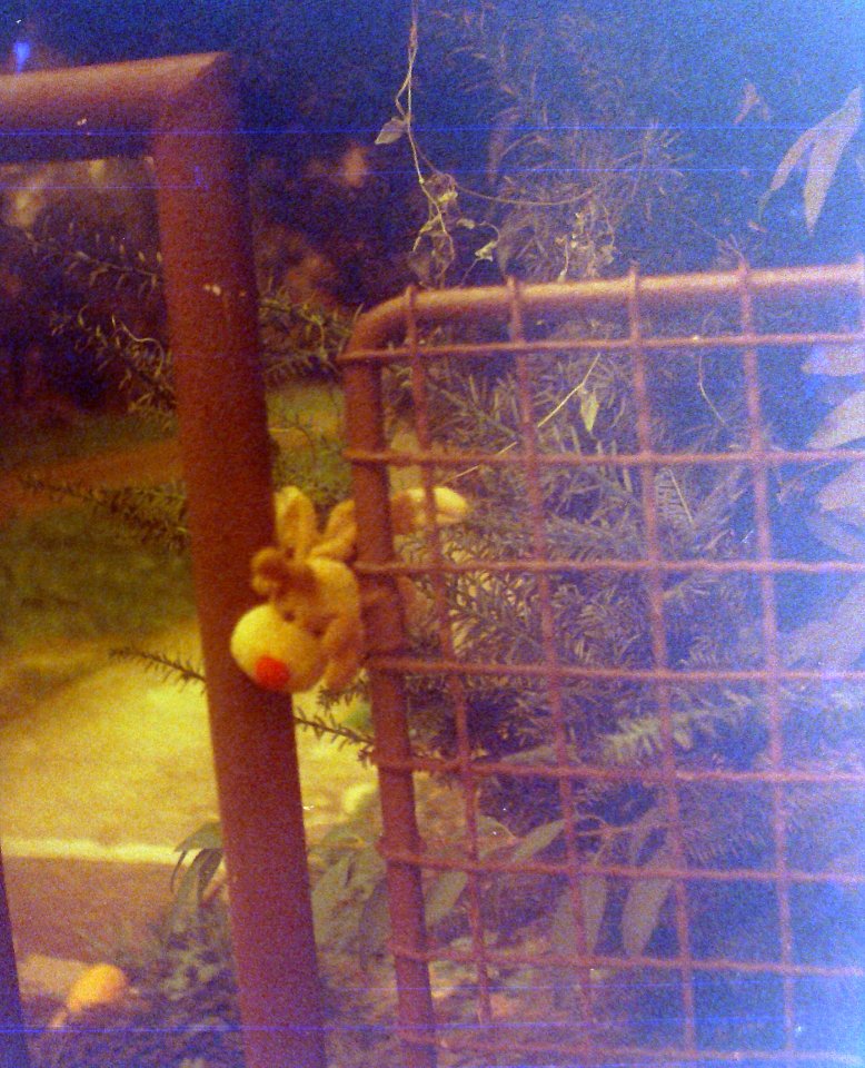 Chaika 3 (on redscale film) - Toy in the Fence