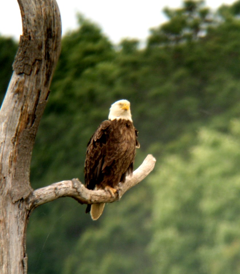 Bald Eagle 1 - Blackwater NWR