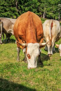 Cattle animal cows photo