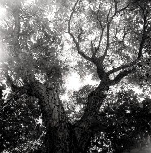 Kiev-80 with MIR-38V 3,5/65 - Magnificence of Walnut Tree