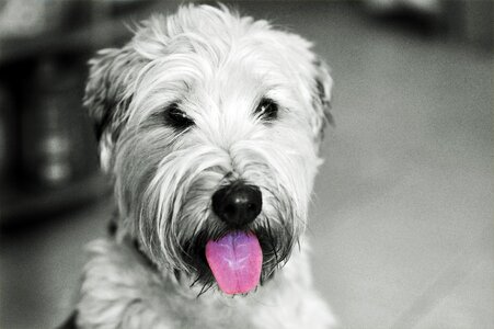 Animals pet animal portrait