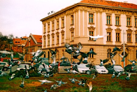Canon EOS 30 - Crossbird Film - Pigeons