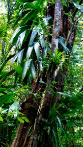 Dominique Foret tropicale