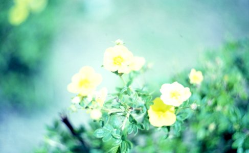 Praktica MTL 5 + Helios 44-2 2/58 - Flowers photo