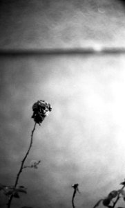 Kiev 4 + Helios 103 - Dead Rose