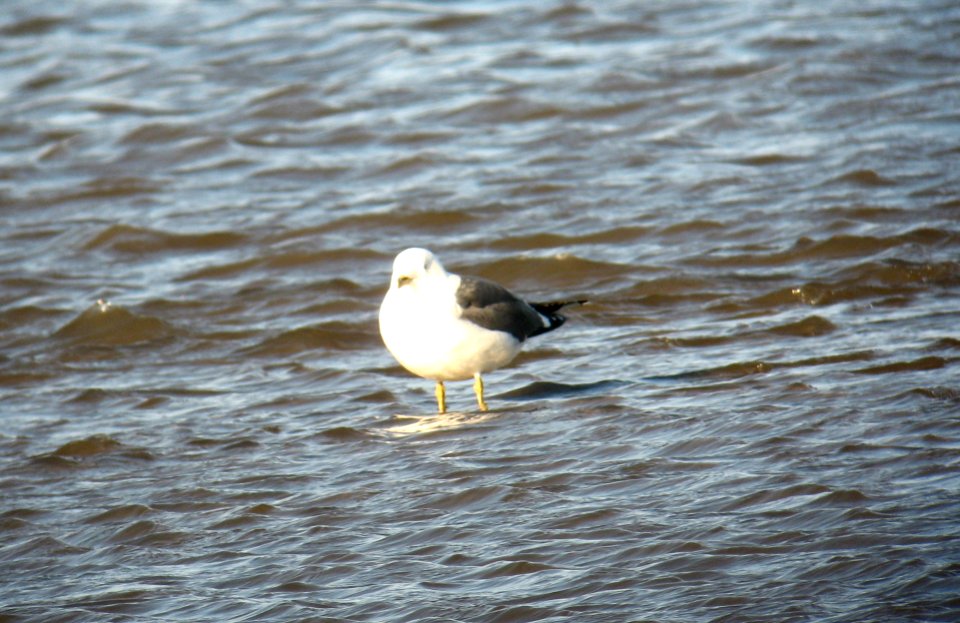 Lesser Black-backed Gull 1- Morgan - 4-5-14