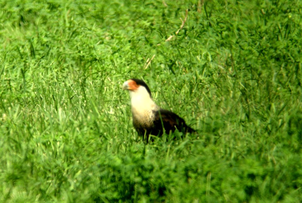 Crested Caracara - Grover Farm - West Windsor NJ