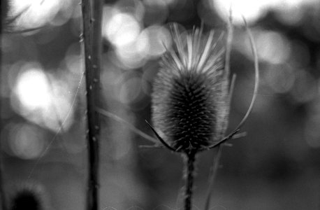 Exa + Tessar 2,8/50 - Beauties of Decay and Other Stories