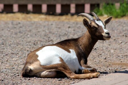 Animal goat zoo photo