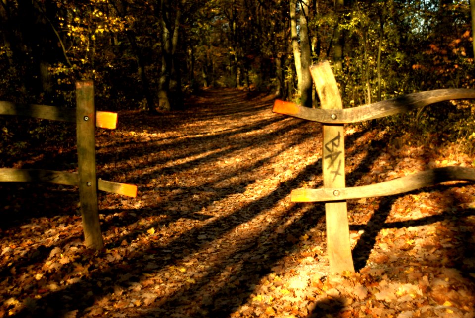 Sony Alpha A230 with MIR-1V - In the Wood 01