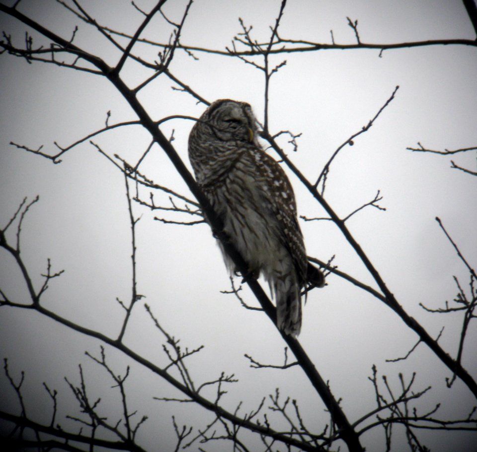 Barred Owl - Great Swamp NWR 2-13-13