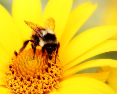 2014-08-life-of-pix-free-stock-photos-bee-flower-Collecting-pollen-Edit photo