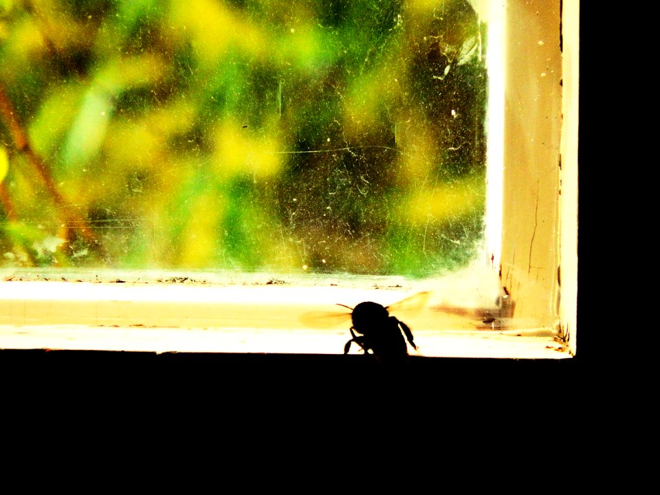 Bumblebee Trying to Find a Way Out in a Psychiatric Ward of Bohunice Hospital