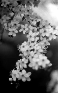 Praktica BC1 - White Blossoms
