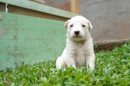 Dog cute green pets