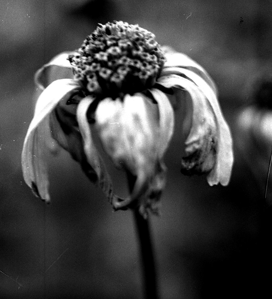 Zenit 11 - Melancholy Garden 13