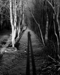 Lomo 135 VS - Trees and Shadow