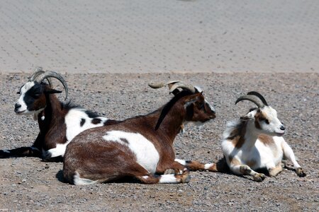 Goats zoo animals photo