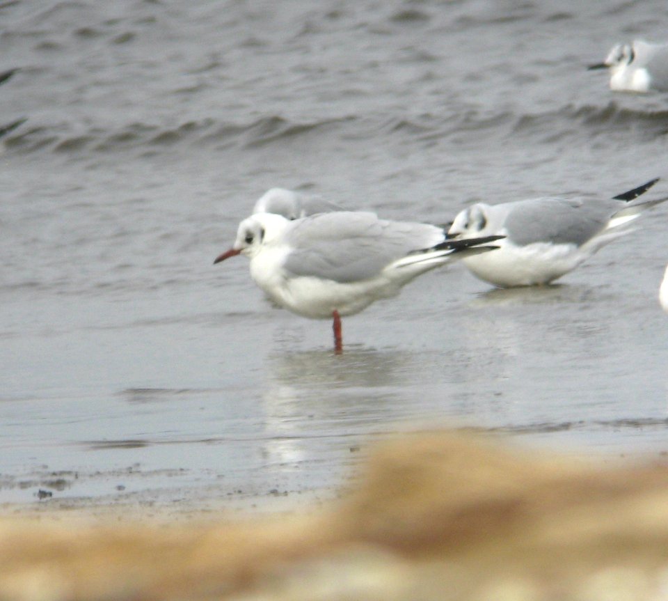 Black-headed Gull - Morgan - 2-12-12