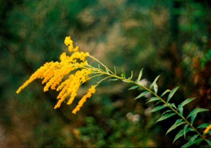 Praktica BC1 - Yellow Flower