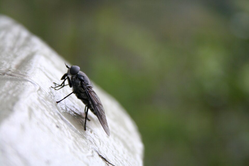 Wildlife bug closeup