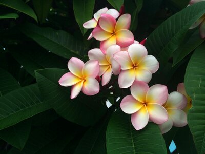 Exotic tropical plant
