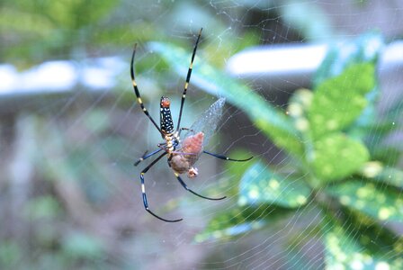 Animal wildlife bug