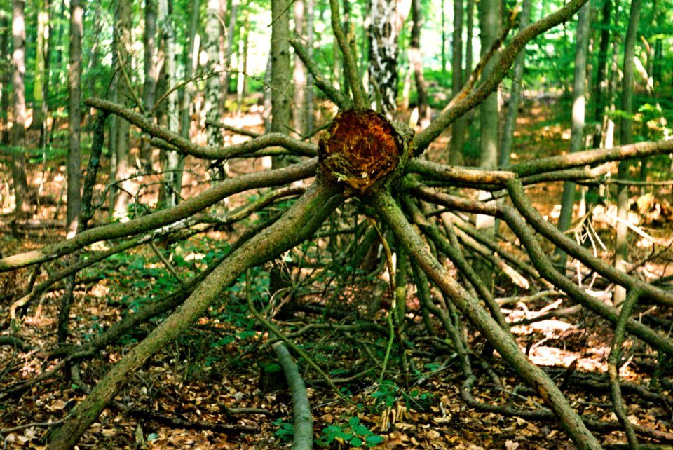 Exa + Tessar 2,8/50 - Forest Monster :-)