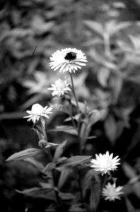 Zenit 11 - Melancholy Garden 04