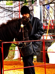 Man Feeding a Pony