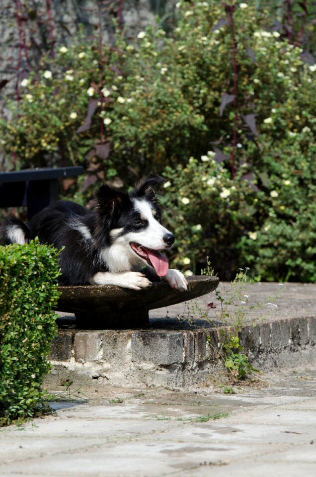 Cool dog unusual strange