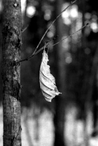 Ricoh TLS 401 with Industar-61 L/Z - Dry Leaf