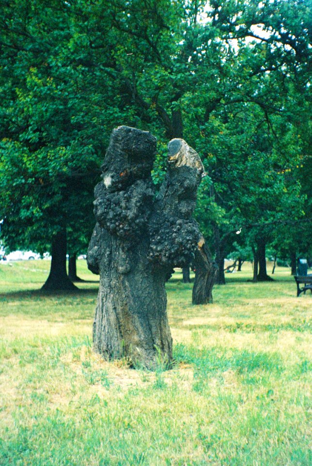 Vilia - The Rest of a Tree