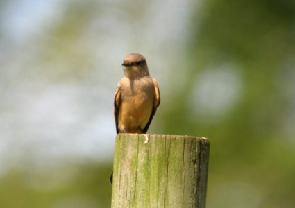 Say's Phoebe - Whippany