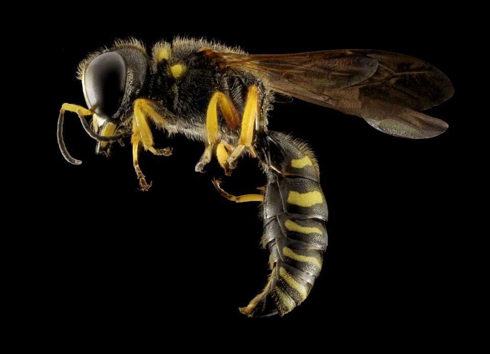 Macro close up stinger