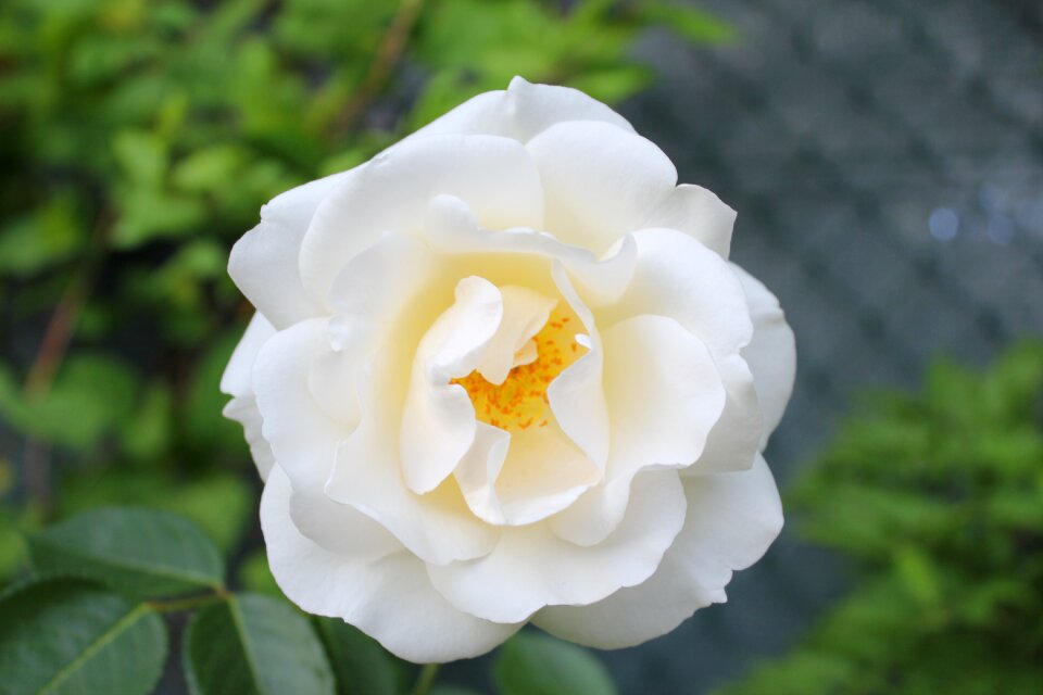 White rose nature garden