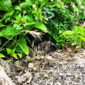 #cat #leaf #life #earth #iphone