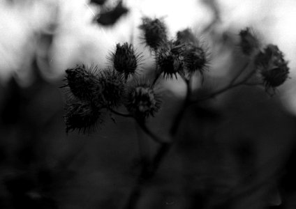 Exa + Tessar 2,8/50 - Beauties of Decay and Other Stories
