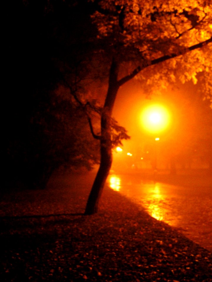 Misty Park at Night