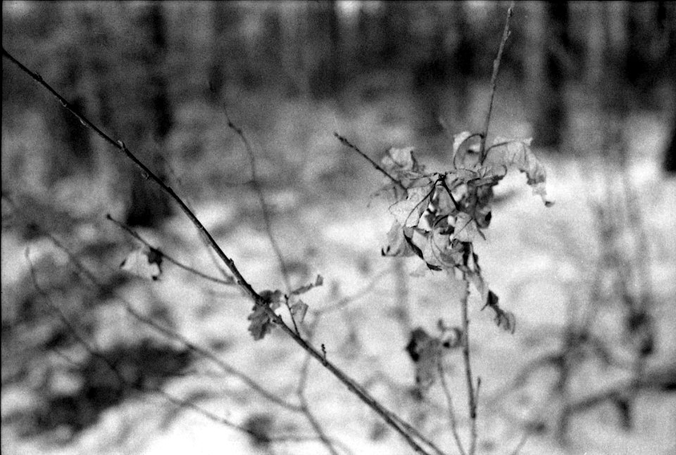 Ricoh TLS 401 + Industar-61 L/Z - Dry Leafs