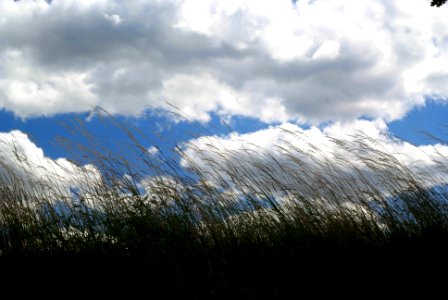 Sony Alpha A230 with MIR-1V - Grasses