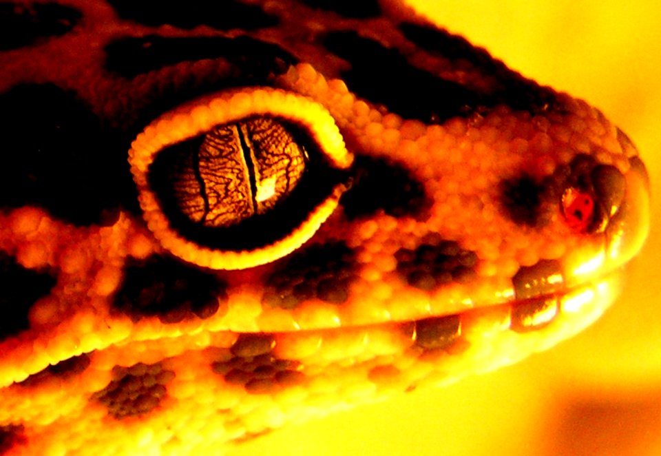 Gordon's Eye