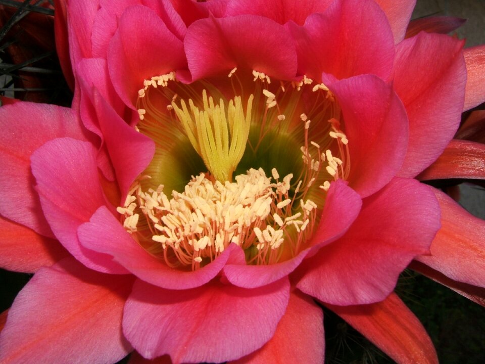 Flower cactus succulent