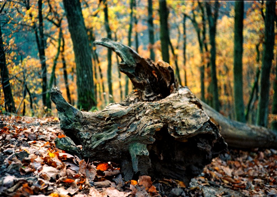 Minolta Hi-Matic G  - Forest Demon