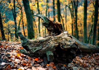 Minolta Hi-Matic G  - Forest Demon