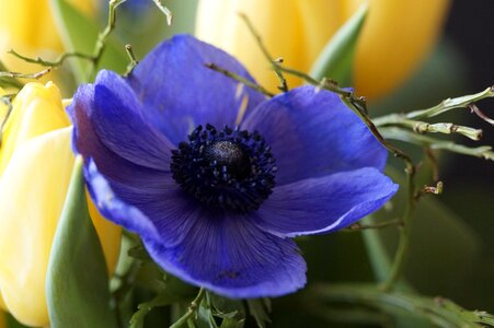 Flowers schnittblume flora photo