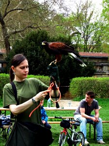 Girl with Harris's Hawk 2 photo